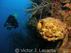  convoluted barrel sponge at balcones dive site in Pargue... by Victor J. Lasanta 